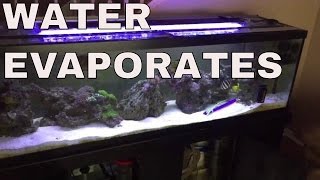 water evaporation in saltwater aquarium and protein skimmer tuning