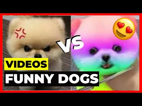 OMG, so cute dogs   Best Funny Dog Videos 2021 #007
