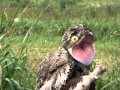Un pájaro muy inusual llamado ave fantasma, filmado en Venezuela