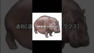 「ヒポポタマス」は教材から生まれた歌だった