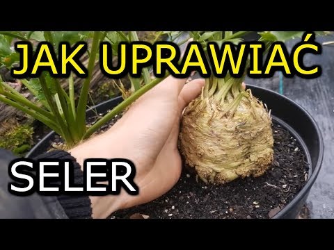 , title : 'Jak uprawiać Seler Korzeniowy | Uprawa Selera KROK po KROKU'