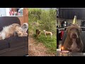 I dare you not to laugh at these funny dogs