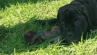 Video preview image #18 Mastiff Puppy For Sale in FULTON, NY, USA
