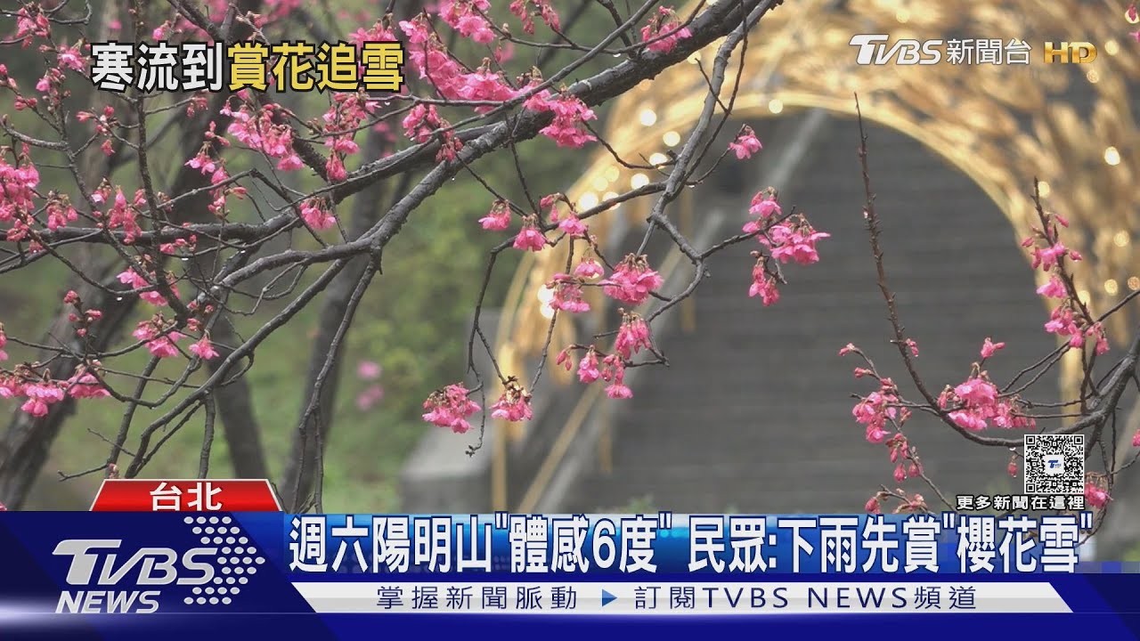 陽明山雪還沒下櫻花先開!體感6度遊客喊冷 最佳追雪時機曝