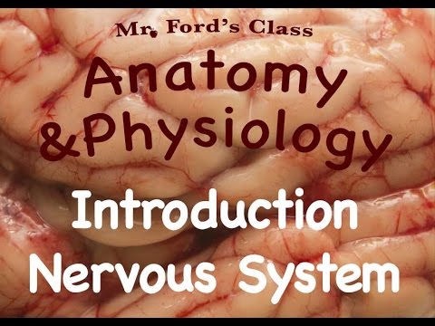 Nervous System : Introduction to the Nervous System (10:01)