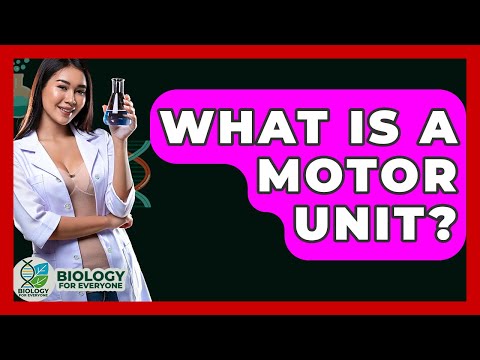 What Is A Motor Unit? - Biology For Everyone