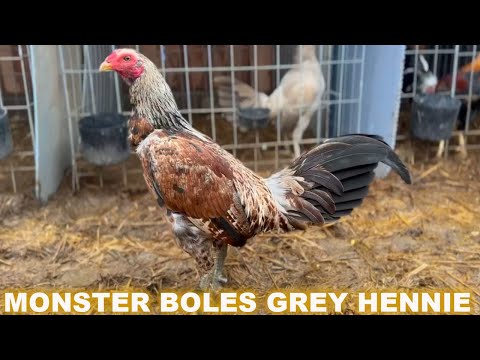 MONSTER !! Boles Grey Hennie Black McRae - SAVALA FOWL Beautiful Birds