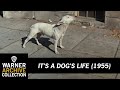Preview Clip | It's A Dog's Life | Warner Archive