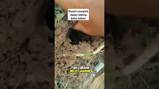 Download lagu Rezeki nomplok dapat lubang belut babon #ytshorts mp3