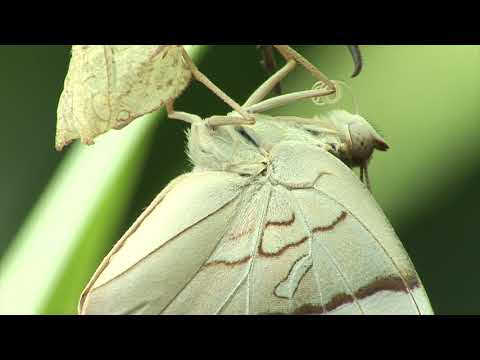 チャイロタテハの羽化