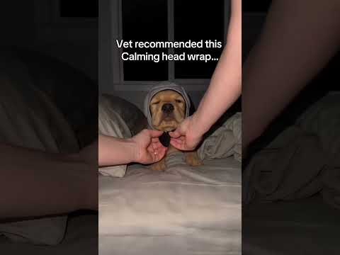 Comment “CALM” if your need one of this.#dog #dogmomlife #doglovers #dogmom #doganxiety