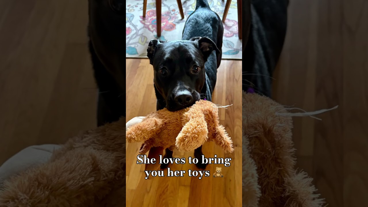 Enlarge Sookie, a Adoptable Mixed Breed in Los Angeles, CA video 6/6