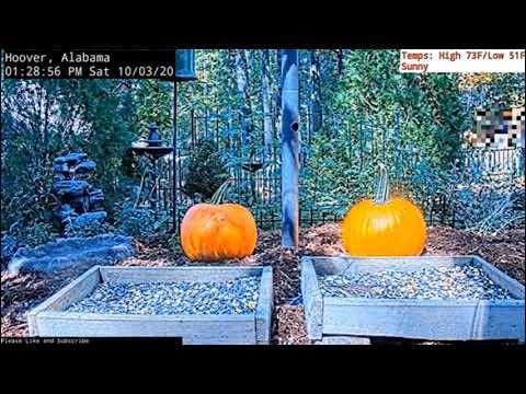 Ken Little Stars in Mulch Maintenance and Pumpkin Premier ... Alabama Bird Feeder Cam #WILDLIFE