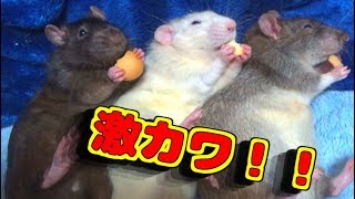 ファンシーラットの仲良く並んでラッコ食いがめちゃ可愛い！