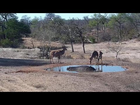 Djuma: Kudus and Hippo - 15::31 - 11/06/19