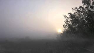 Cell - Misty Morning