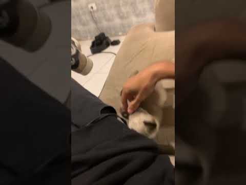 Vídeo de Theo