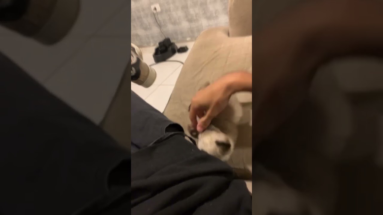 Gato raça Siamês idade 2 a 6 meses nome Theo