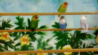 preview picture of video 'SHOP WITH PARROTS'