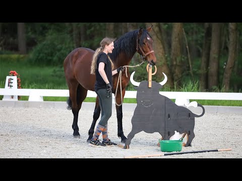 Working Equitation - Der bessere Dressursport? Jungpferd Joey traut sich was