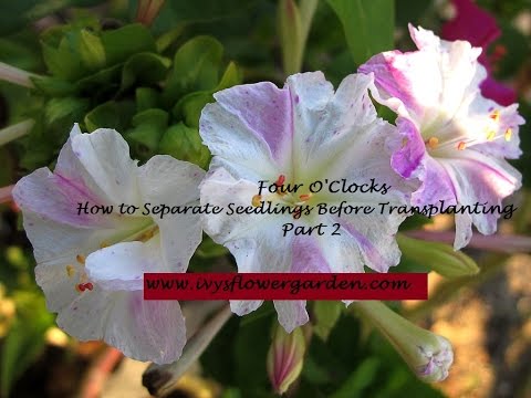 download lagu mp3 mp4 Cutting Back Four O Clocks, download lagu Cutting Back Four O Clocks gratis, unduh video klip Cutting Back Four O Clocks