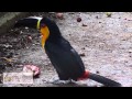 Black-beak toucan in Rio de Janeiro 
