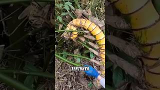 Download lagu discovery of yellow bamboo bonsai mp3