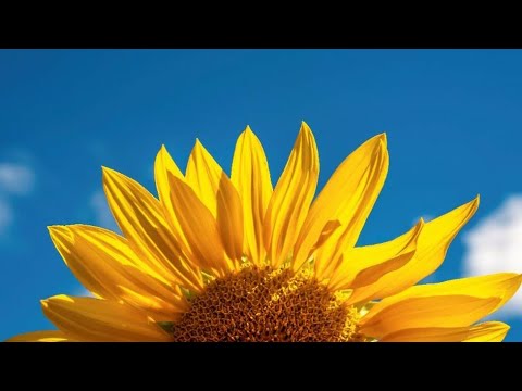 Floresta - Sanza