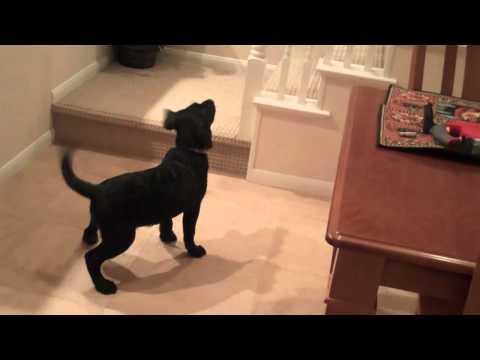 Nailah meets King Spike, the cat, at the  Kingdom of Korstad