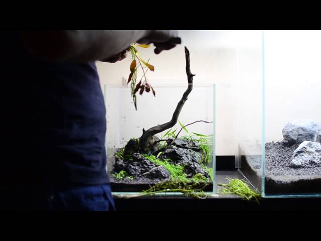 Step-By-Step Nano Aquascape: 