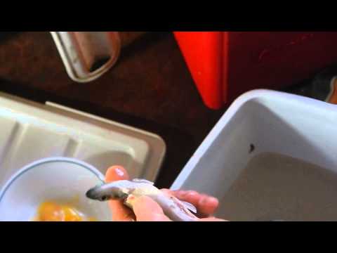 How to Clean a Smelt Fast & Easy