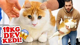 DEV KEDİ PAŞA! Dünyanın En Şişko Kedisi Olmalı! #TheVet