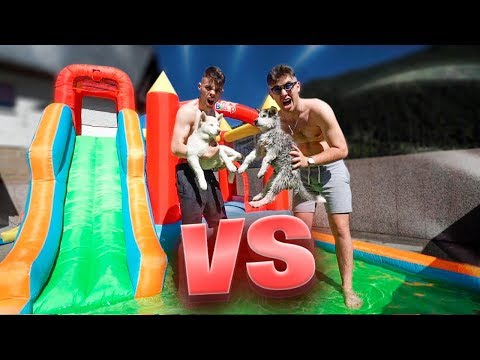 ENFRENTAMOS A NUESTROS CACHORROS EN EL PARQUE ACUÁTICO DE PERROS [SALVA]