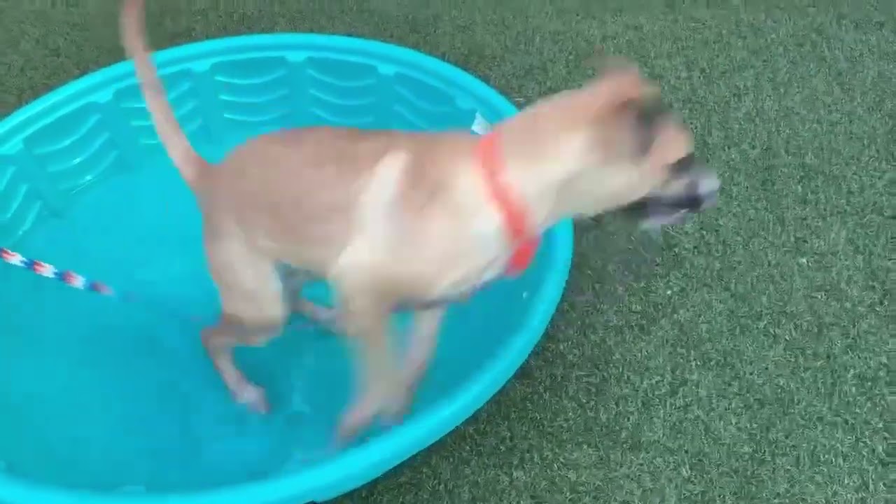 Enlarge Noodle, a Adoptable mixed breed in Hartsville, SC video 4/4