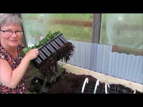 Bondbönor utplanteras