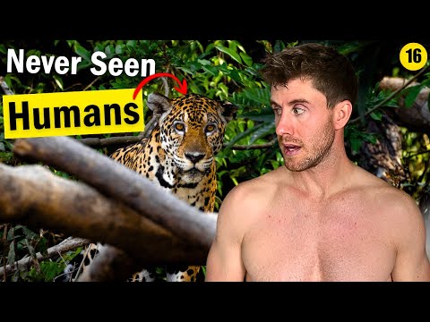 Auge in Auge mit einem wilden Jaguar im Dschungel