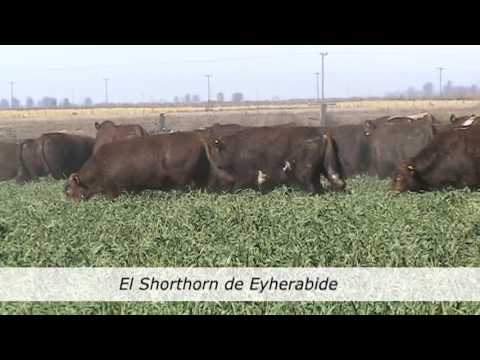 Cabañasbovinas.com - Visita a Cabaña Santa Cecilia