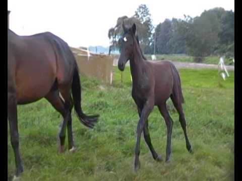 Dubarry x Kaiserkult