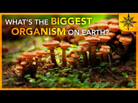 What's The BIGGEST Organism On Earth?