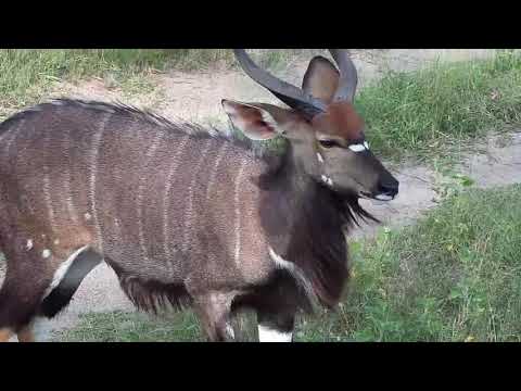 Djuma: Nyala bull and Waterbuck bull - 14:53 - 12/10/20