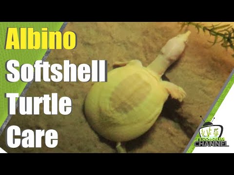 , title : 'NEW Albino Chinese Softshell Turtle - basic care tips @terrariumchannel'