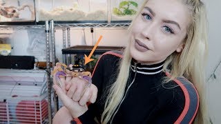 I'VE GOT CRABS...As a Pet. (Meet My Halloween Crab) by Taylor Nicole Dean