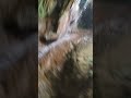 Dooars Trakeing Jungle Safari 1