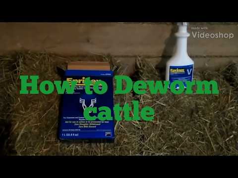 How to DEWORM cattle