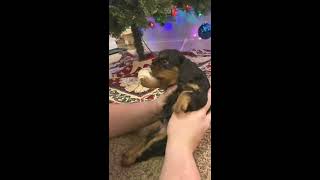 Video preview image #1 Cavalier King Charles Spaniel Puppy For Sale in FREDERICKSBRG, PA, USA