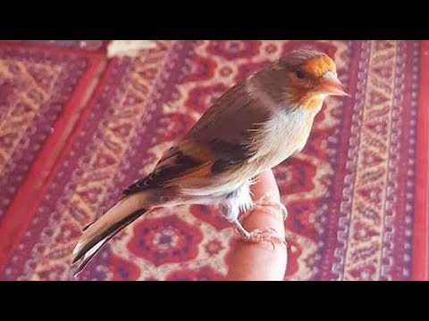 Goldfinch cross canary best singing mule