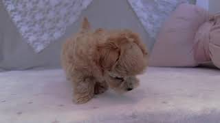 ハーフ犬の動画01