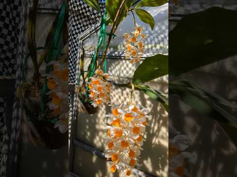 美しくエキゾチックで繊細な花のコレクションを作成するために、竹製のデンドロビウム蘭を世話するにはどうすればよいですか?  庭園