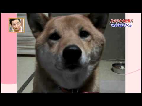 超可愛的柴柴♥ 絶賛！マメタロウくん（犬(原發表者:MEKI麻)(影片)