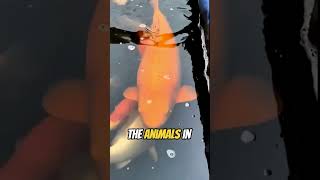 This Zoo Can&#39;t Do Anything Right